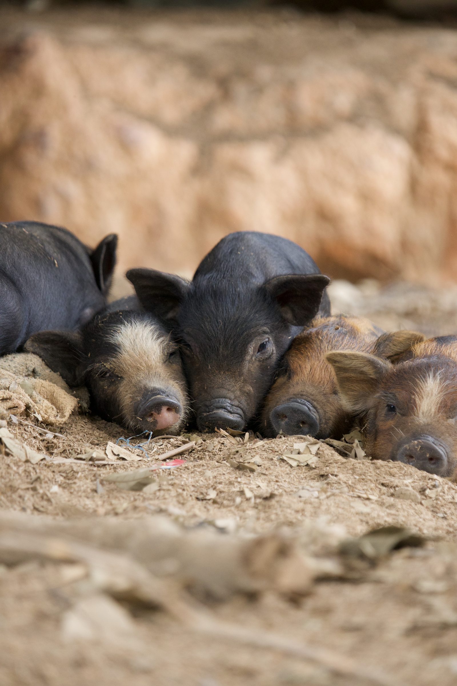 Piglets resting together in the village